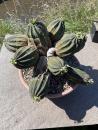 Euphorbia alte Gruppe